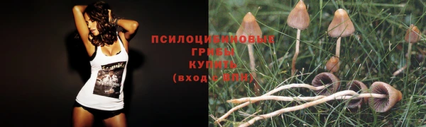 стаф Верея