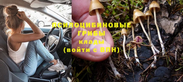 прущие грибы Бронницы