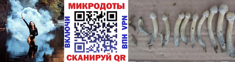 Галлюциногенные грибы Psilocybine cubensis  Невельск 